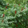 Staghorn Sumac #1 - Image 2